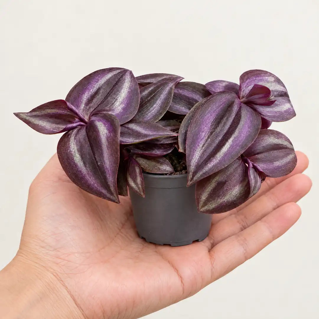 Tradescantia Purple Joy im 6-cm-Kulturtopf auf einer offenen Handfläche