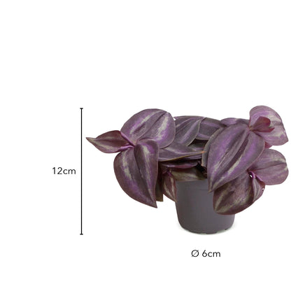 Größe Tradescantia Purple Joy: 12 cm, Topf Ø 6 cm