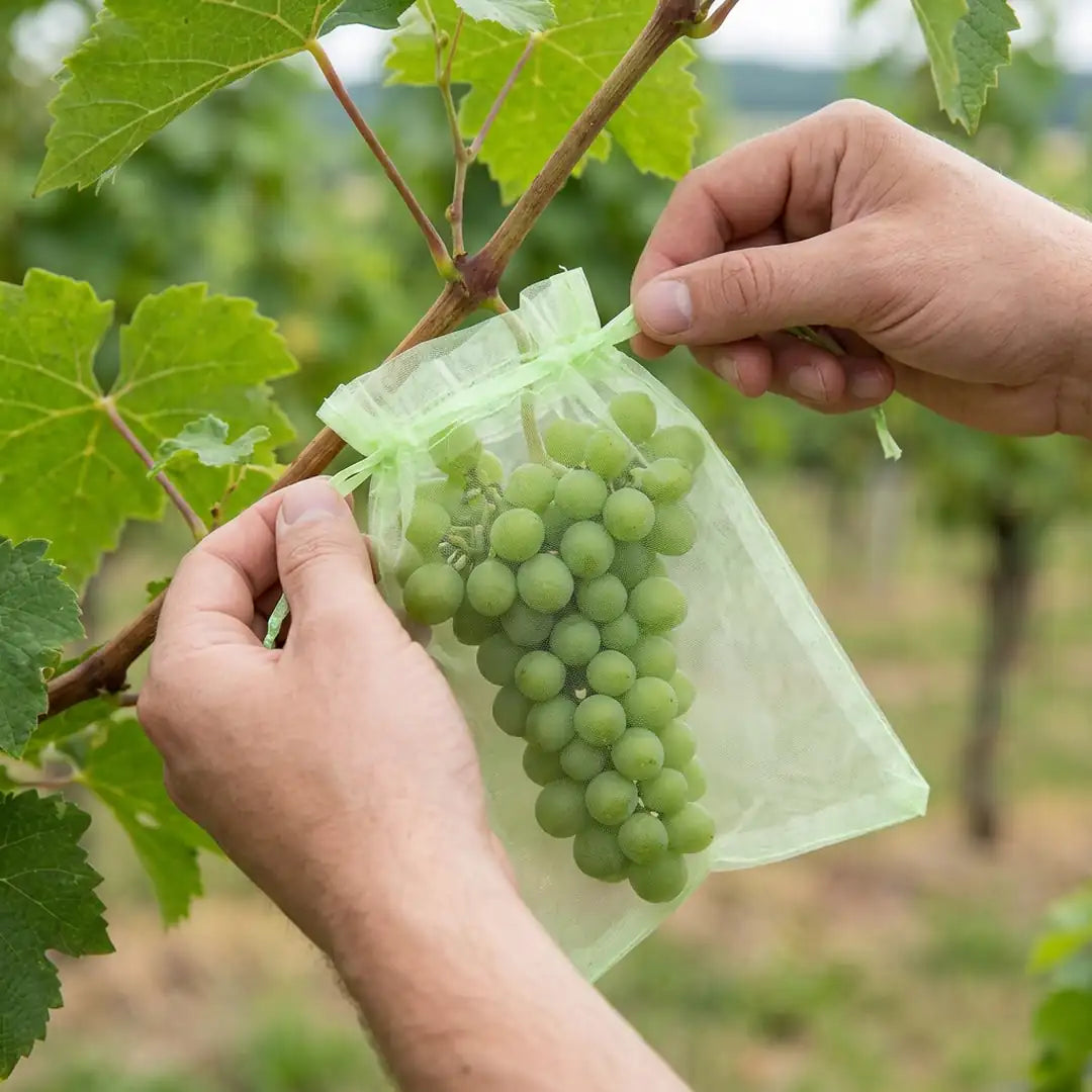 Organza-Beutel wird über eine unreife Weintraube am Rebstock gezogen