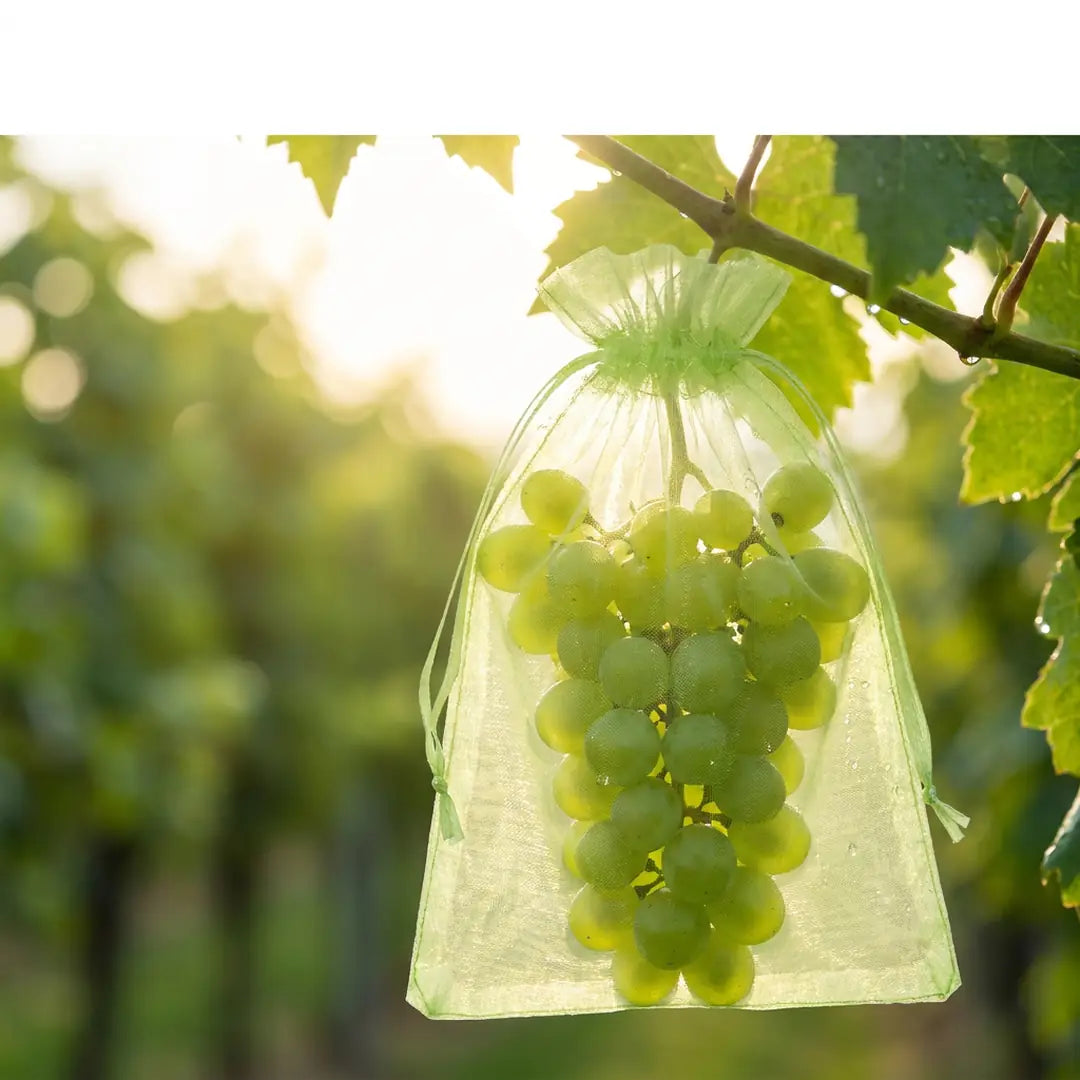 Sonnenlicht durchleuchtet den Organza-Beutel, die Traube scheint durch