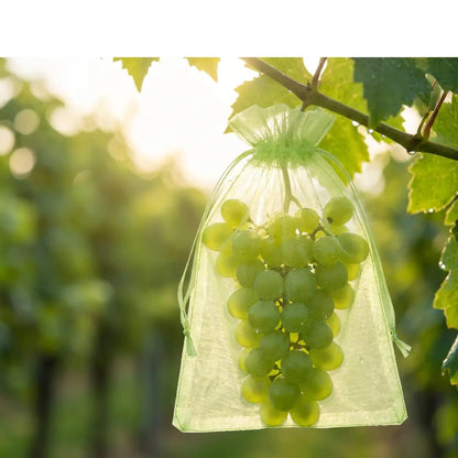 Sonnenlicht durchleuchtet den Organza-Beutel, die Traube scheint durch