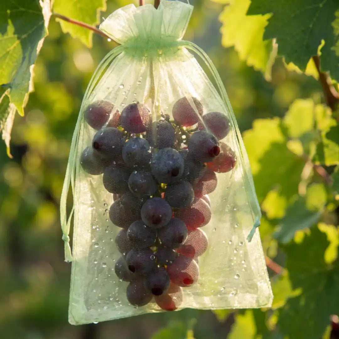 Reife Weintraube im Organza-Beutel, von der Sonne durchleuchtet