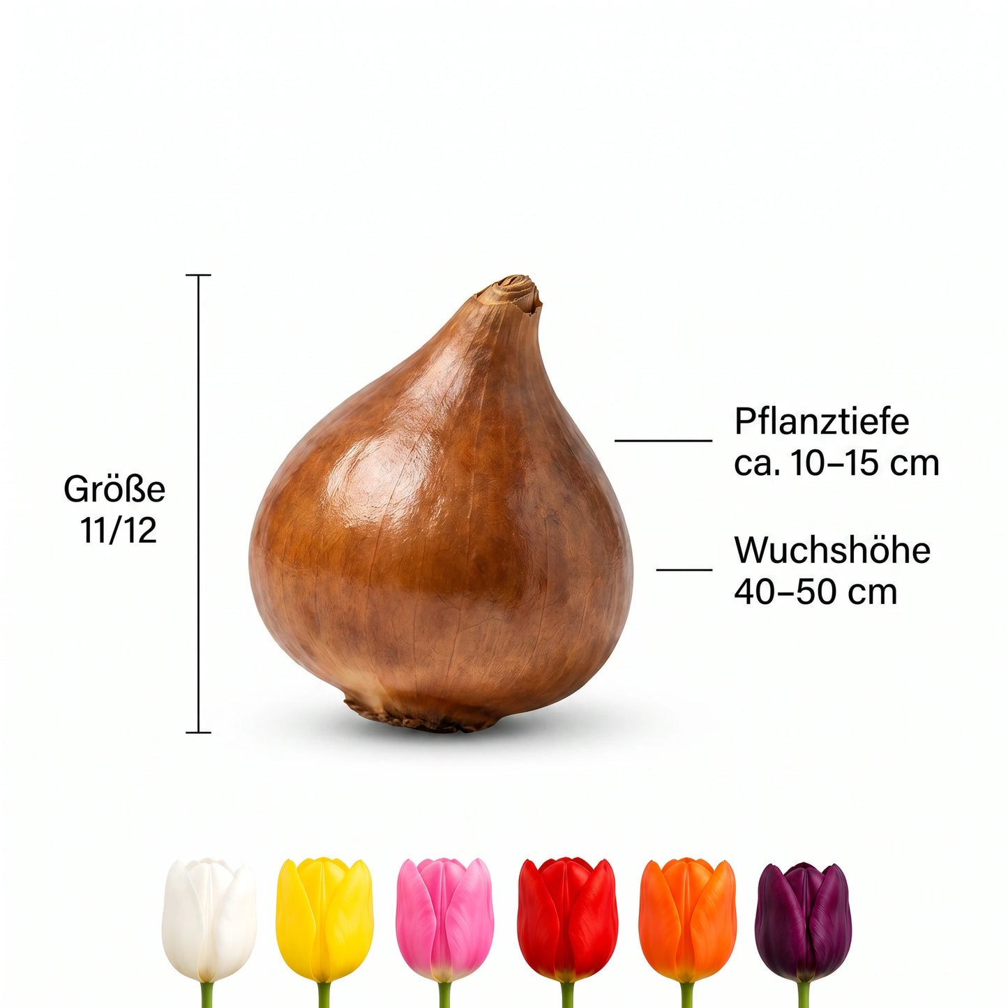 Infografik Tulpenzwiebel: Größe 11/12, Pflanztiefe ca. 10–15 cm, Wuchshöhe 40–50 cm
