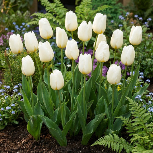 Gruppe weißer Triumph-Tulpen in voller Blüte in einem Gartenbeet