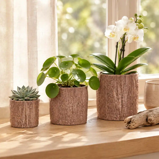 Drei Übertöpfe in Baumrinden-Optik mit Sukkulente, Pilea und Orchidee auf der Fensterbank