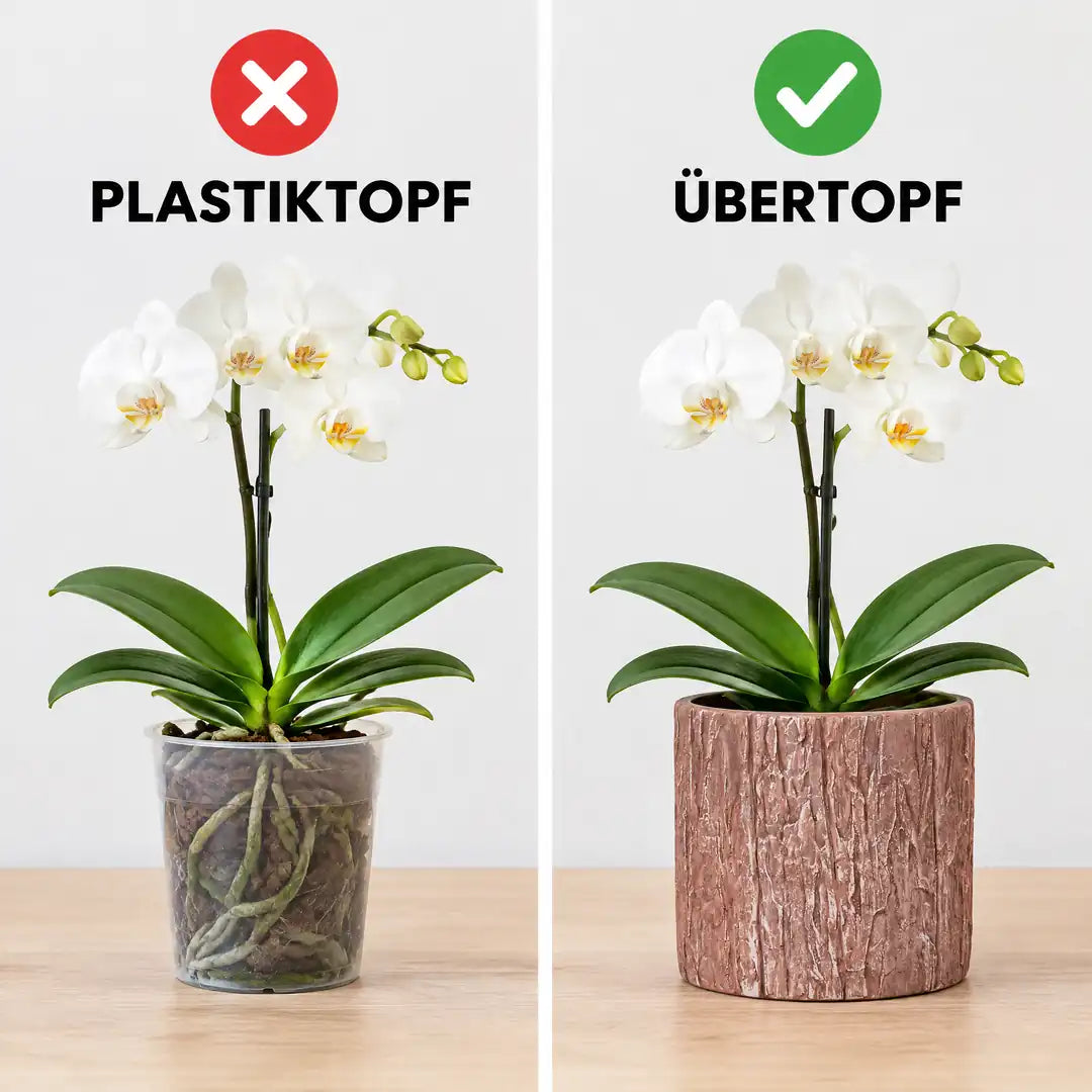 Vergleich: Orchidee im Plastiktopf und im Übertopf in Holzoptik