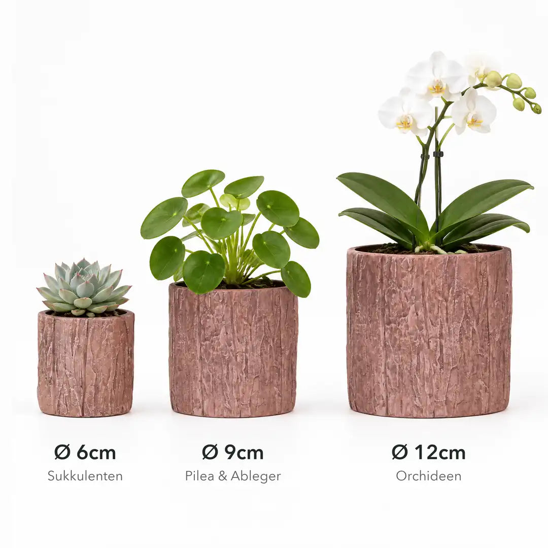 Welche Größe passt: Ø 6 cm für Sukkulenten, Ø 9 cm für Pilea, Ø 12 cm für Orchideen