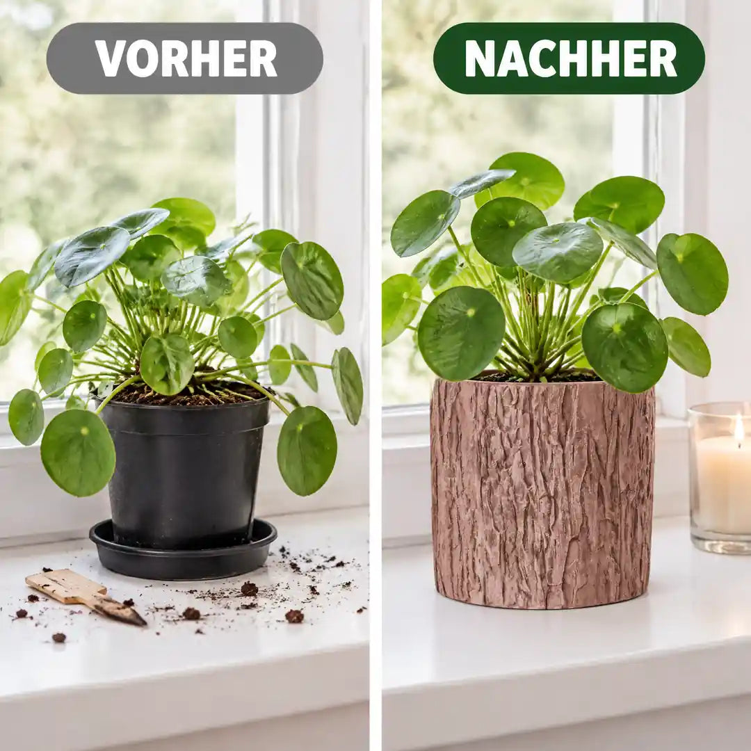 Vorher-Nachher: Pilea im Plastiktopf und im Übertopf mit Rindenrelief