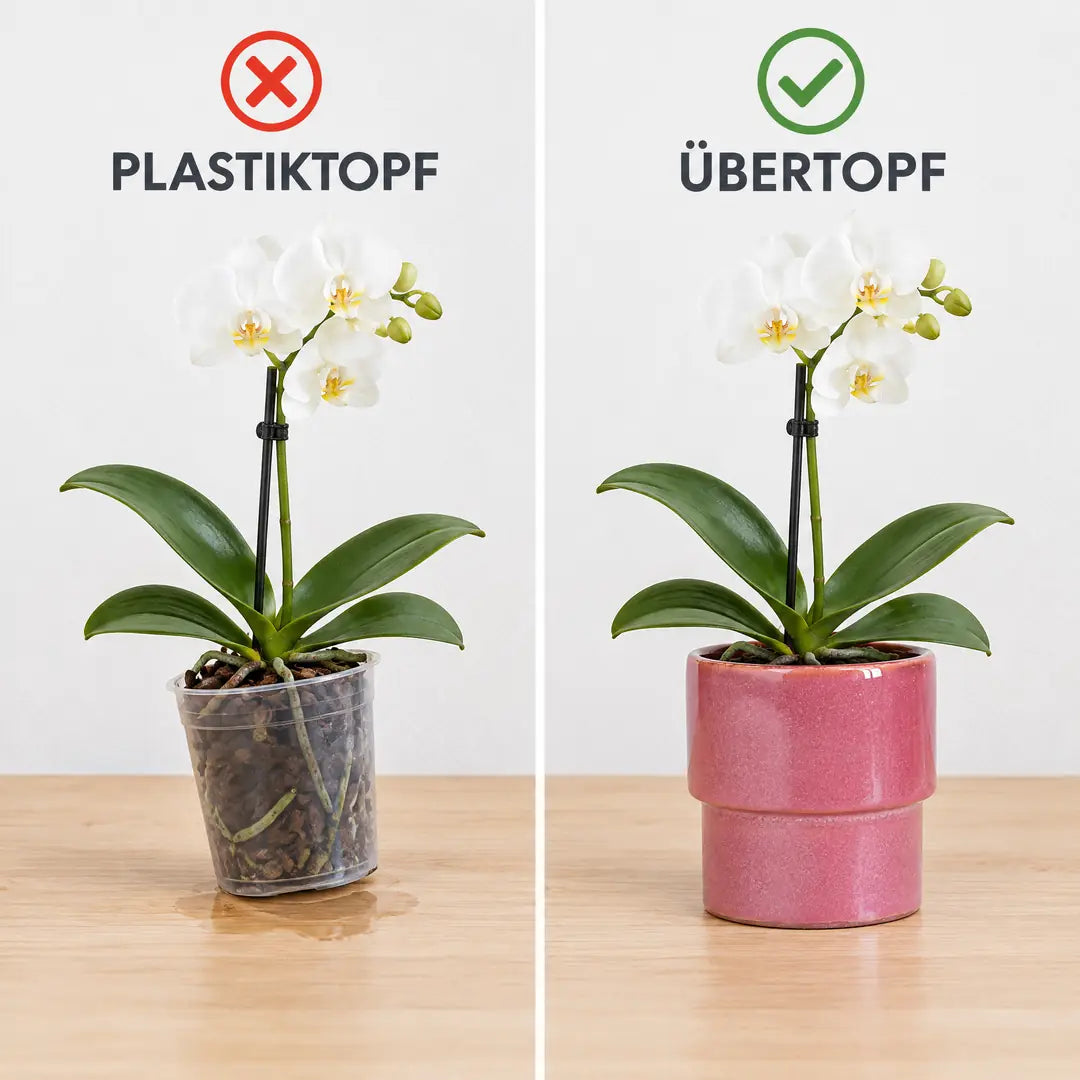 Vergleich: Orchidee im Plastiktopf und im rosa Keramik-Übertopf