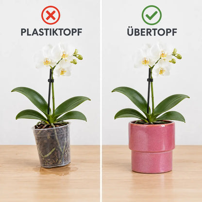 Vergleich: Orchidee im Plastiktopf und im rosa Keramik-Übertopf