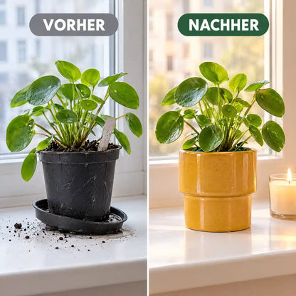 Vorher Plastiktopf mit Untersetzer, nachher Pflanze im gelben Keramik-Übertopf
