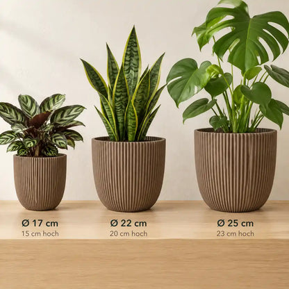 Drei Größen nebeneinander: Ø 17 cm mit Calathea, Ø 22 cm mit Bogenhanf, Ø 25 cm mit Monstera