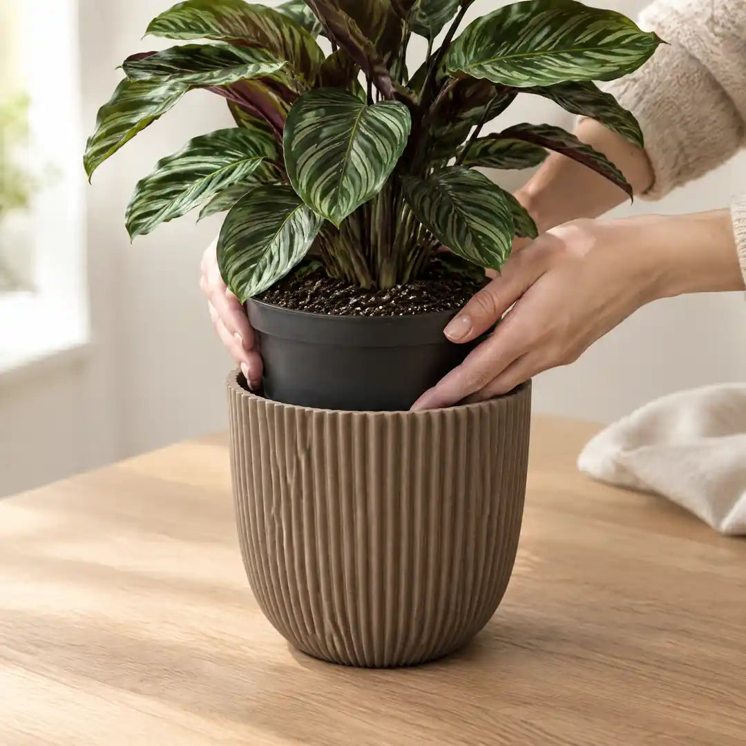 Hände setzen eine Calathea im Kulturtopf in den Übertopf mit Rillen