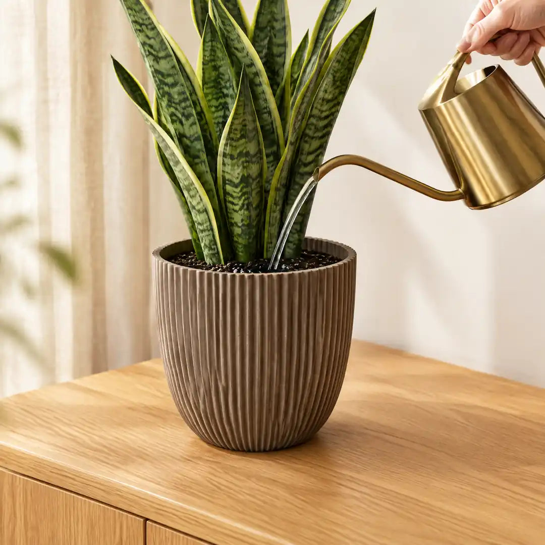 Bogenhanf im Übertopf wird auf trockenem Eichen-Sideboard gegossen