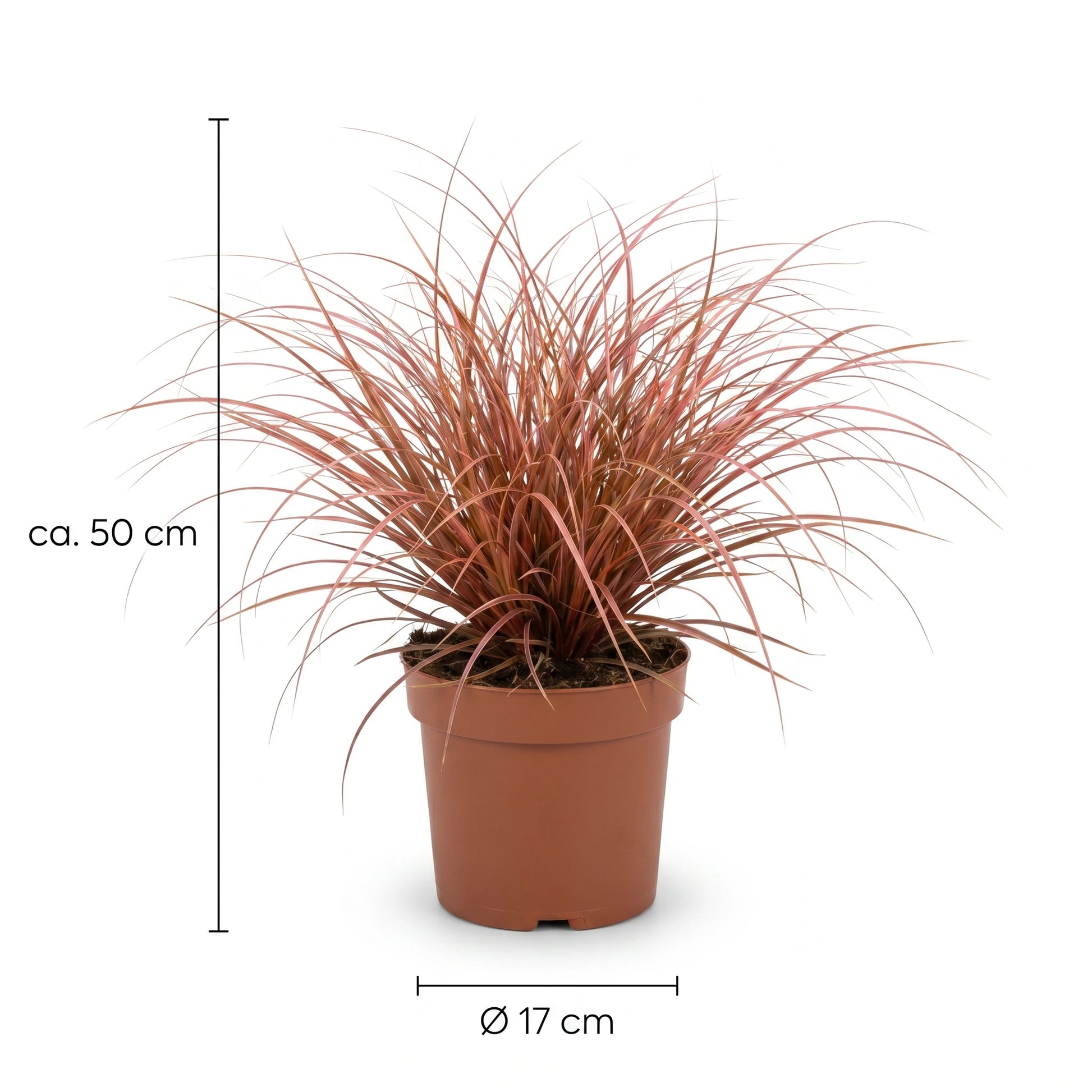 Größen-Infografik Mahagonigras: Höhe ca. 50 cm, Topf Ø 17 cm