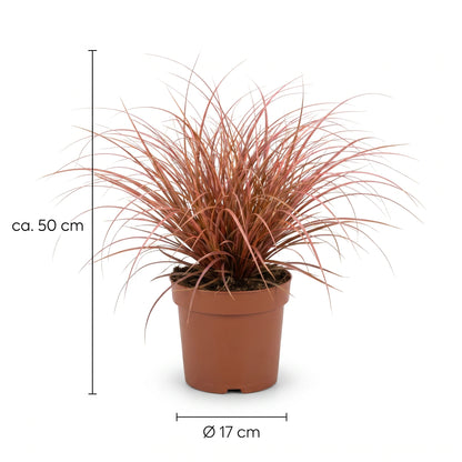 Größen-Infografik Mahagonigras: Höhe ca. 50 cm, Topf Ø 17 cm