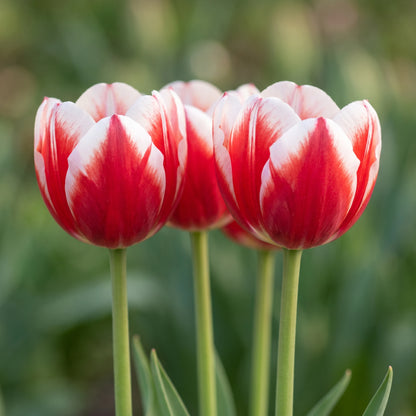 Tulpe Candy Apple Delight in Blüte – rot-weiß
