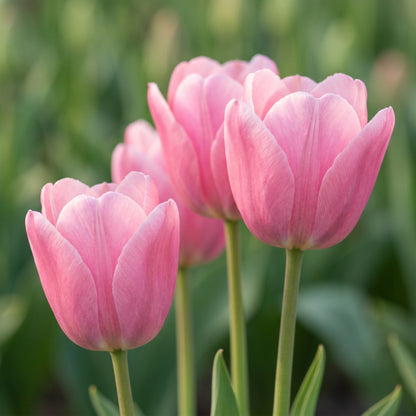 Tulpe Dynasty in Blüte – rosa