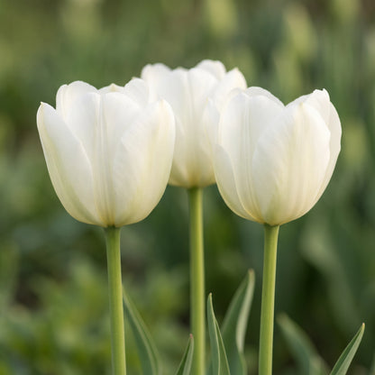 Tulpe White Valley in Blüte – reinweiß