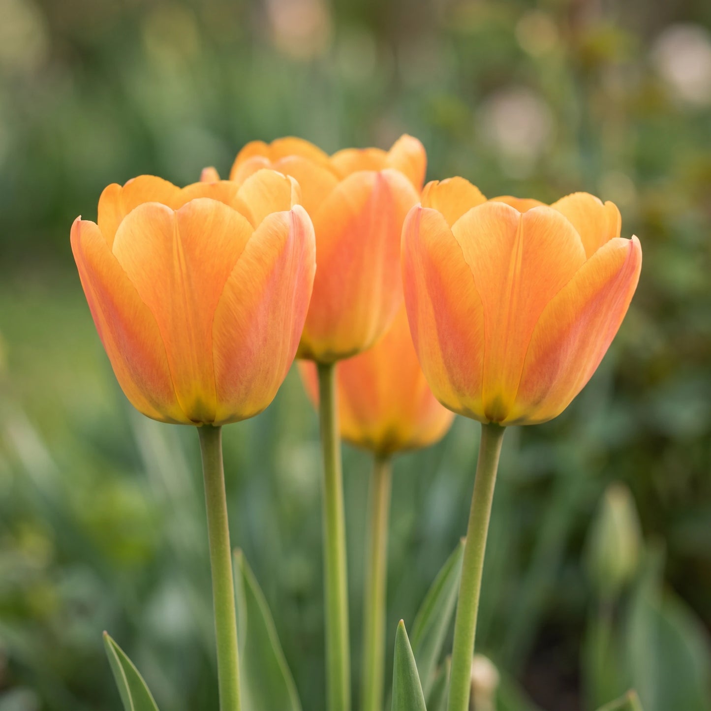 Tulpe Dafeng in Blüte – orange, großblumig