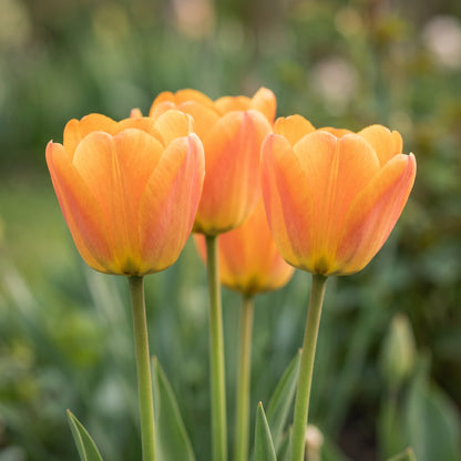 Tulpe Dafeng in Blüte – orange, großblumig