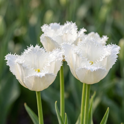 Tulpe Honeymoon in Blüte – weiß mit gefranstem Rand