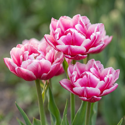 Tulpe Columbus in Blüte – rosa-weiß, gefüllt