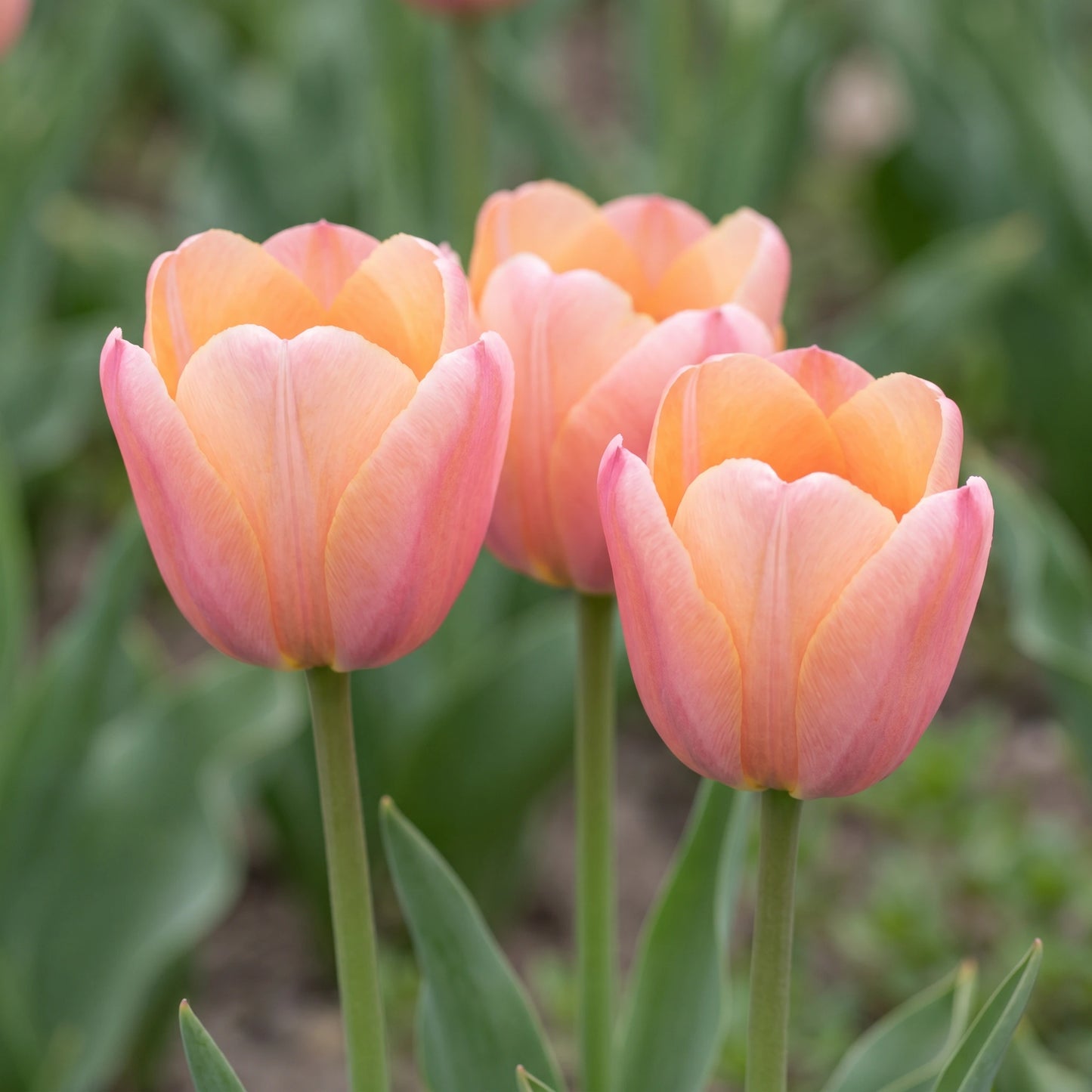 Tulpe Apricot Delight in Blüte – apricot-rosa