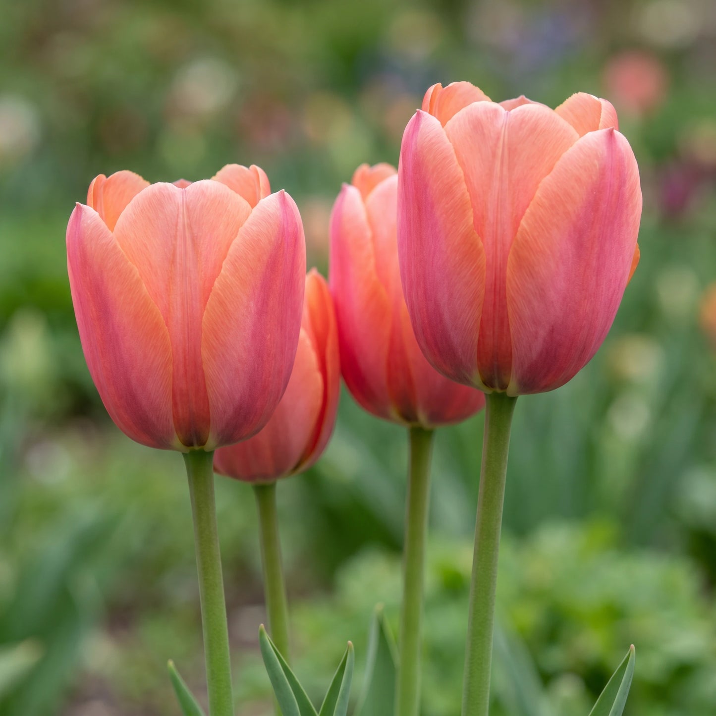 Tulpe Apricot Foxx in Blüte – lachsrosa