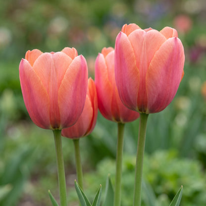 Tulpe Apricot Foxx in Blüte – lachsrosa