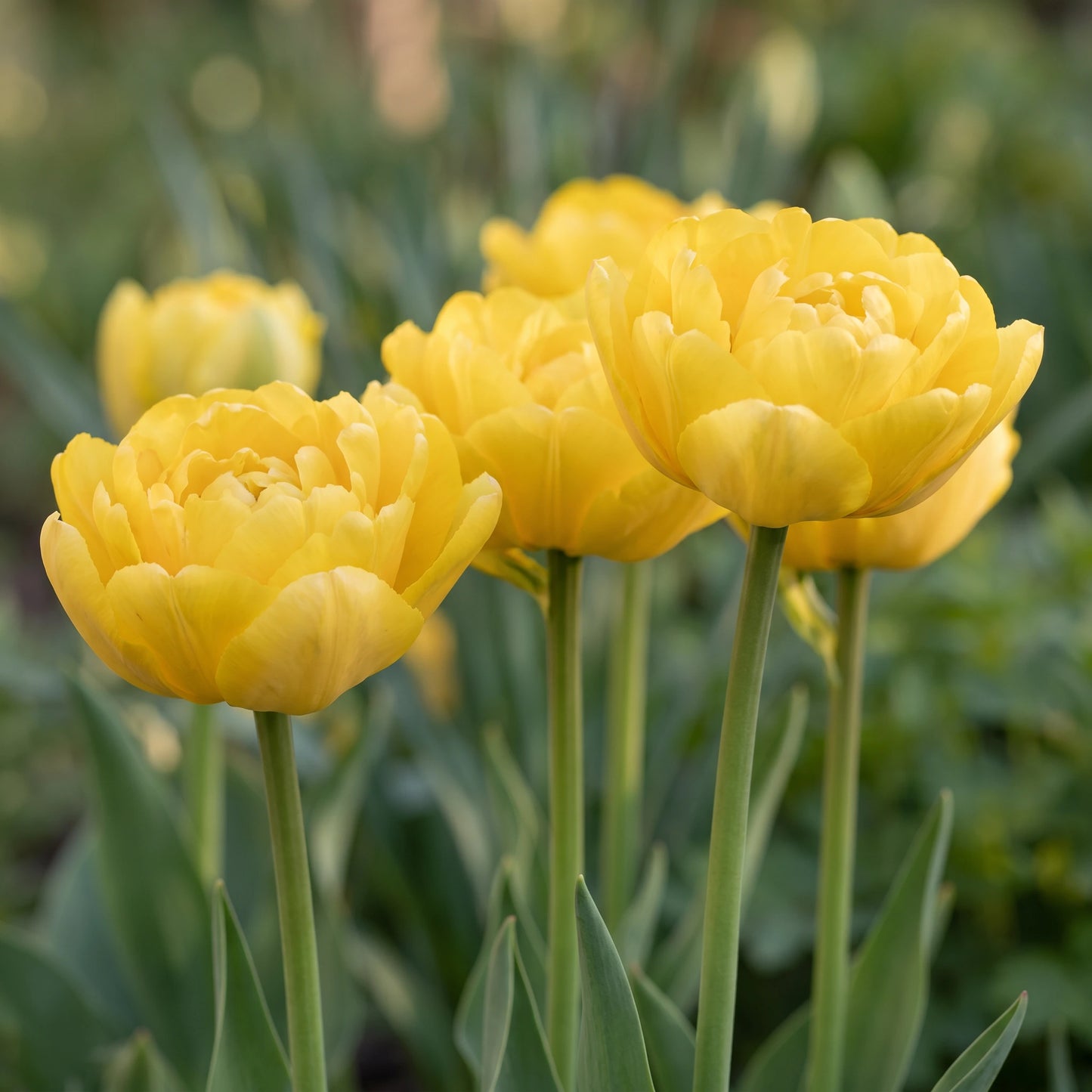 Tulpe Avant Garde in Blüte – gelb, gefüllt
