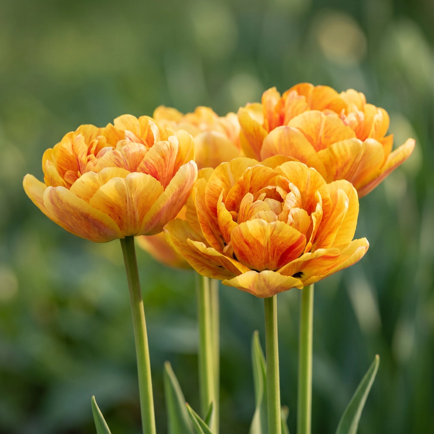 Tulpe Gudoshnik Double in Blüte – gelb-orange-rot, gefüllt