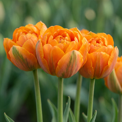 Tulpe Icoon in Blüte – orange, gefüllt
