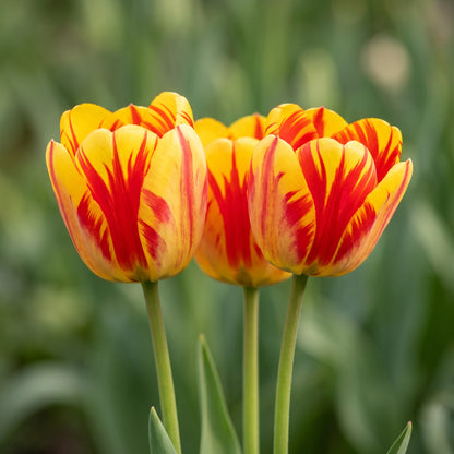 Tulpe Jan Seignette in Blüte – rot-gelb gestreift
