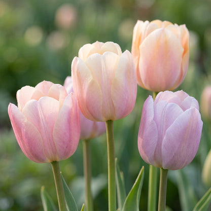 Tulpen Light and Dreamy in Blüte – Pastellfarben