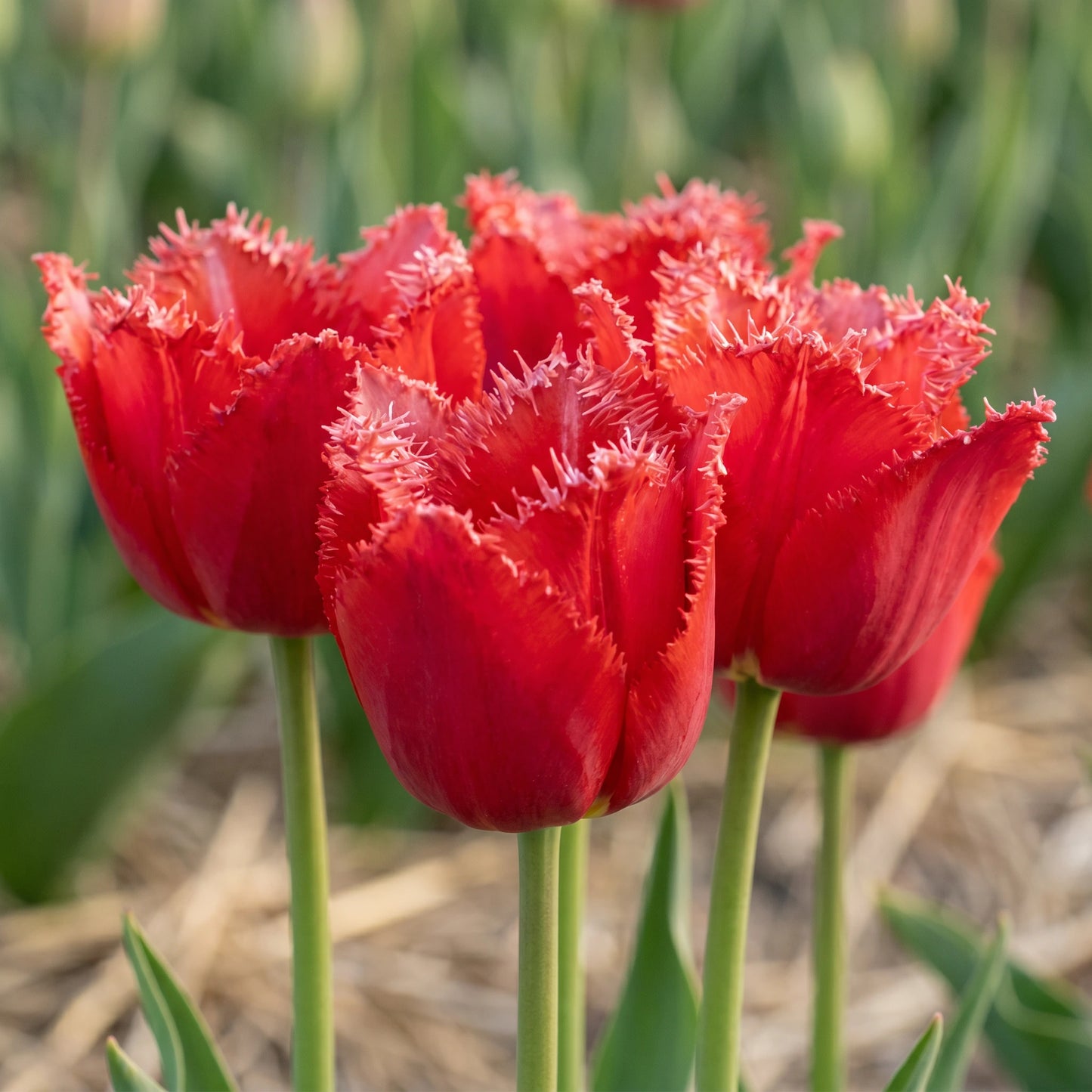 Tulpe Masterpeace in Blüte – rot, gefranst