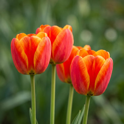 Tulpe Spring Break in Blüte – rot-orange