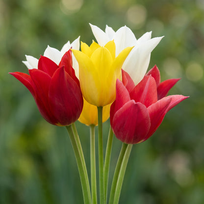 Tulpen Tres Chic Mix in Blüte – rot, gelb und weiß