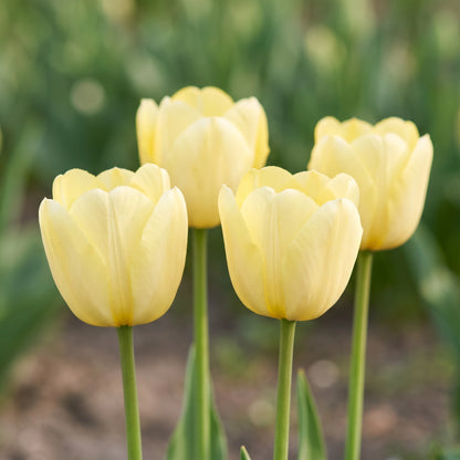 Tulpe World Friendship in Blüte – hellgelb