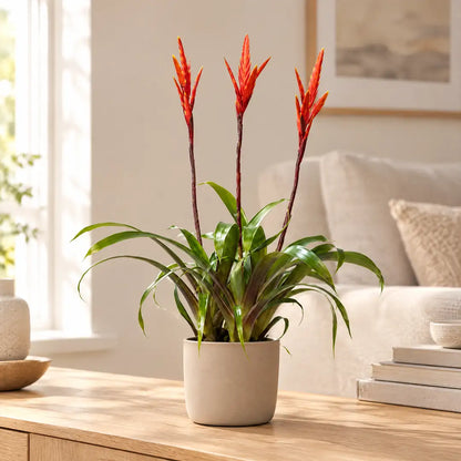 Vriesea mit drei roten Blütenschwertern im beigen Übertopf auf einem Sideboard im hellen Wohnzimmer