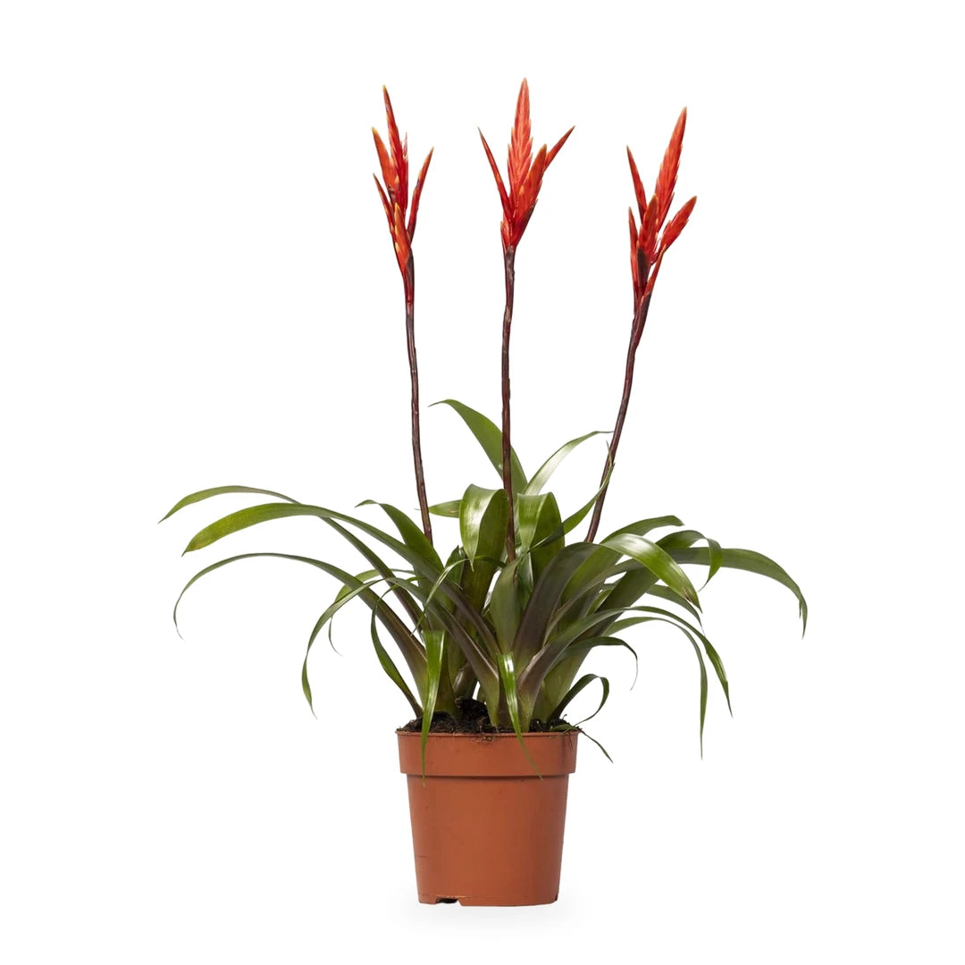 Vriesea 'Elan' im Ø-12-cm-Kulturtopf im Lieferzustand, ca. 50–60 cm hoch