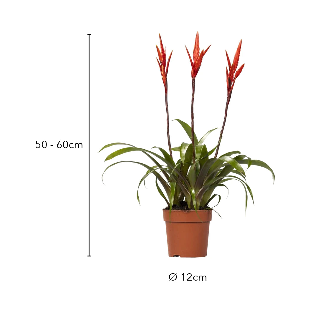 Größe Vriesea: 50–60 cm, Topf Ø 12 cm