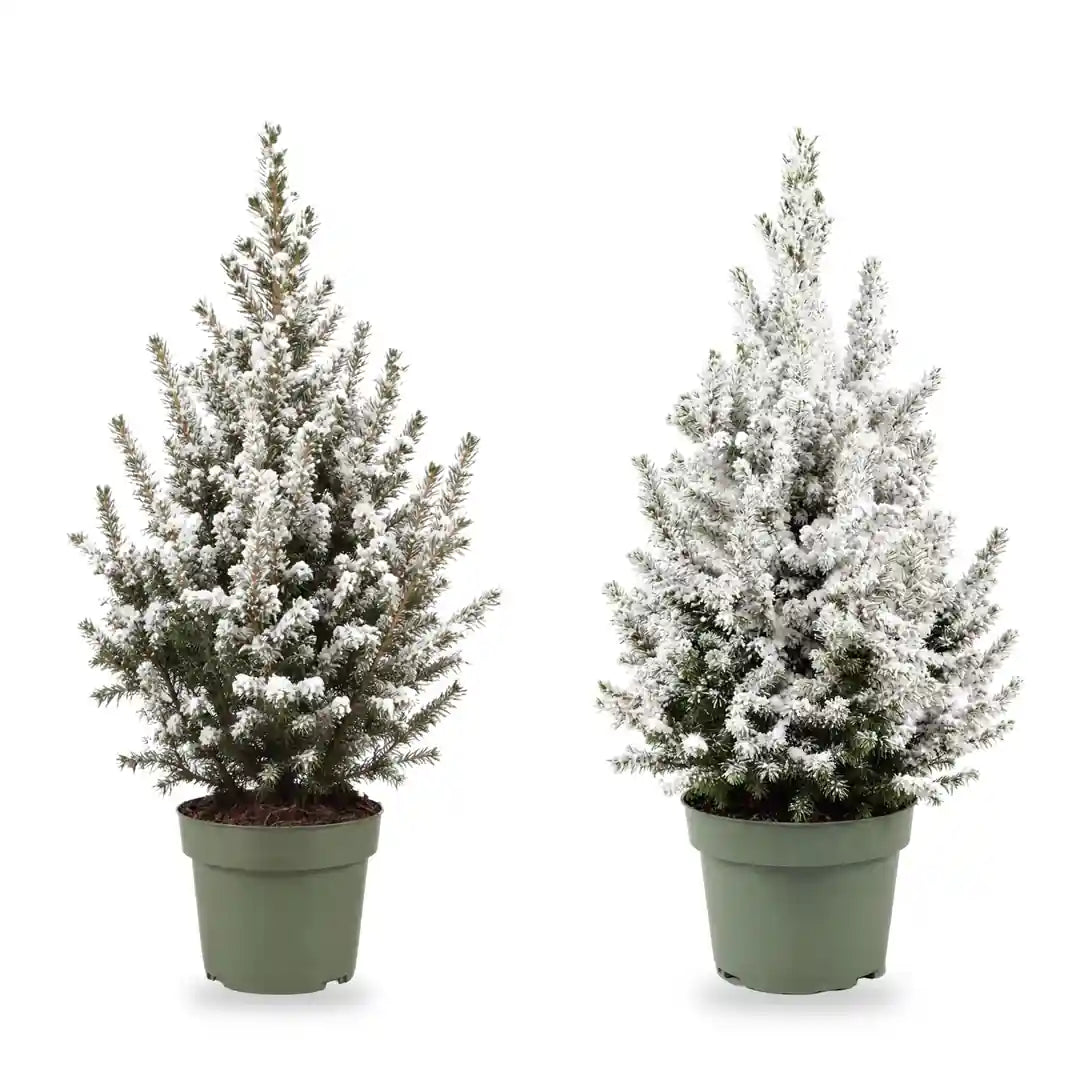 Beschneite Zuckerhutfichte im Topf Ø 17 cm und Ø 19 cm im Vergleich