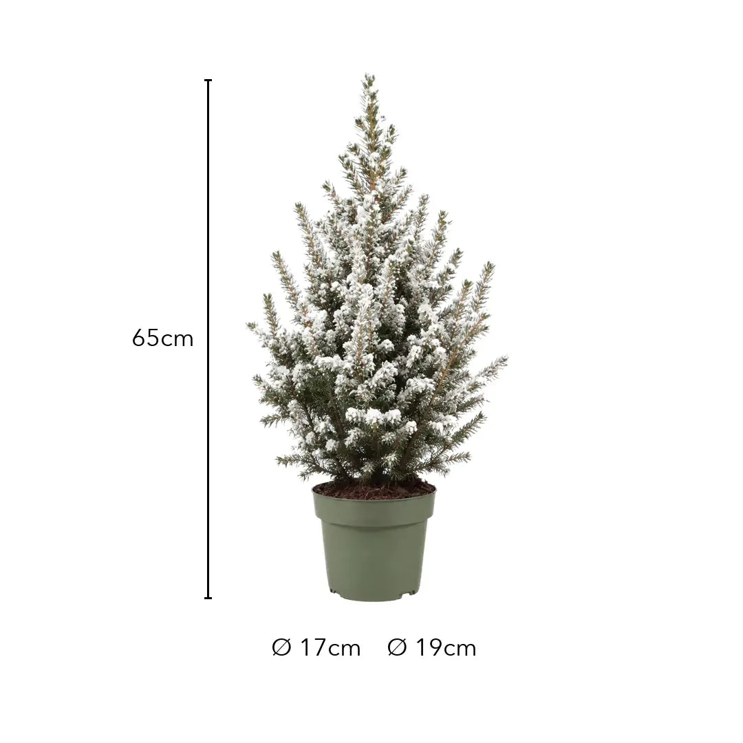 Größe Zuckerhutfichte mit Kunstschnee: 65cm, Topf Ø 17cm oder Ø 19cm