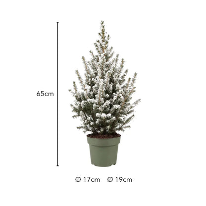 Größe Zuckerhutfichte mit Kunstschnee: 65cm, Topf Ø 17cm oder Ø 19cm