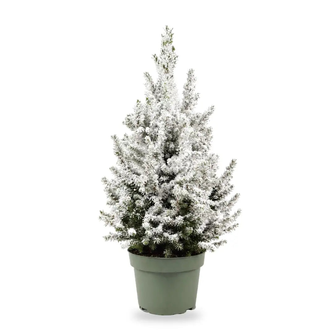Beschneite Zuckerhutfichte Ø 19 cm ohne Übertopf, 1 Pflanze