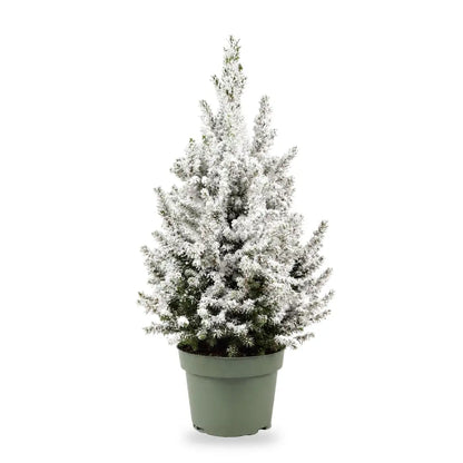 Beschneite Zuckerhutfichte Ø 19 cm ohne Übertopf, 1 Pflanze