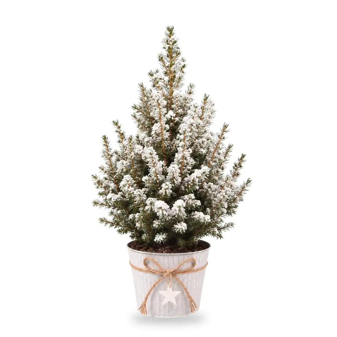Beschneite Zuckerhutfichte Ø 17 cm im Zinktopf, 1 Pflanze