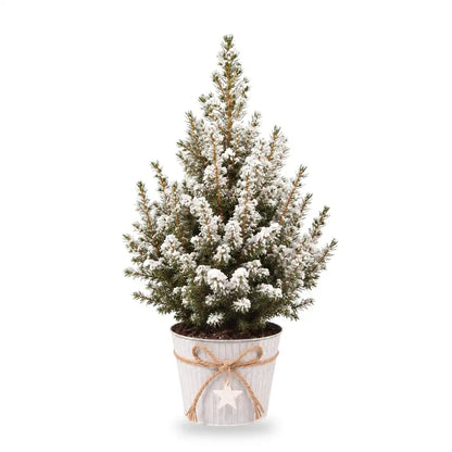 Beschneite Zuckerhutfichte Ø 17 cm im Zinktopf, 1 Pflanze
