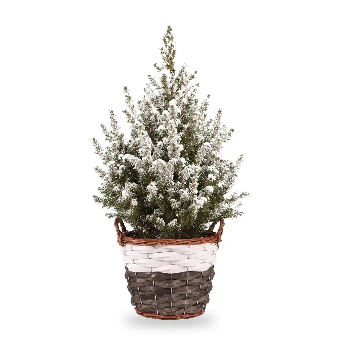 Beschneite Zuckerhutfichte Ø 17 cm im Korb, 1 Pflanze